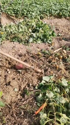 Picking crops by hand🌿Hand-picking fruits and vegetables🍅Manual harvesting of produce #hand #crops