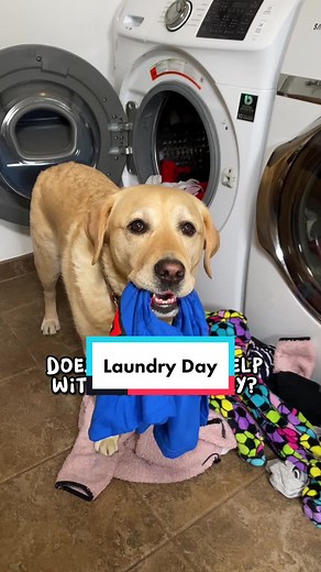 Labrador Life: What Chores Does Your Dog Help Out With?