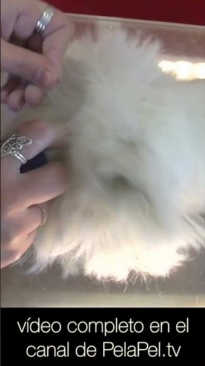 Cómo montar la cabeza de un Westie en la peluquería canina, groomer Ana Belén Velasco
