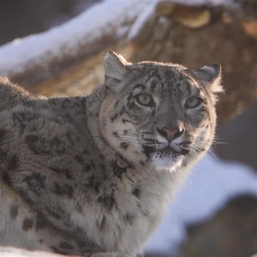 Tickets are 20% off when booked online - the perfect way to start your 2026 with a wild day out! 🐾 A full day of discovery 🦁 Over 30,000 animals 🌴 Tropical indoor habitats 📅 Available for a limited time 🌍 Every visit helps protect wildlife | Chester Zoo