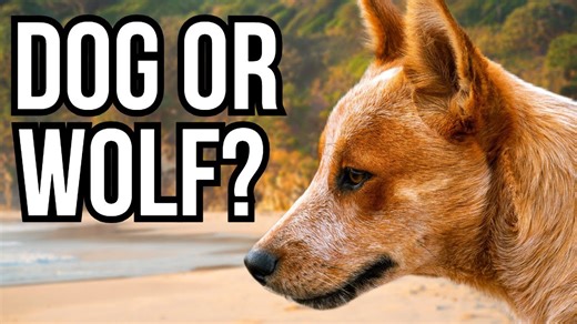 When extreme environments shape wolves into very different predators