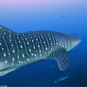 122K views · 8.1K reactions | Slow down, breathe and watch the peaceful movements of these beautiful whales and whale sharks. | Lonely Planet | Facebook