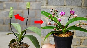 10M views · 126K reactions | Tips To Help Orchids Sprout Beautiful Blooms | DIY Balcony Garden | Facebook