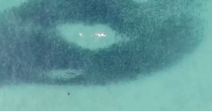 Bơi giữa đàn cá hồi và cá mập mà không hề hay biết