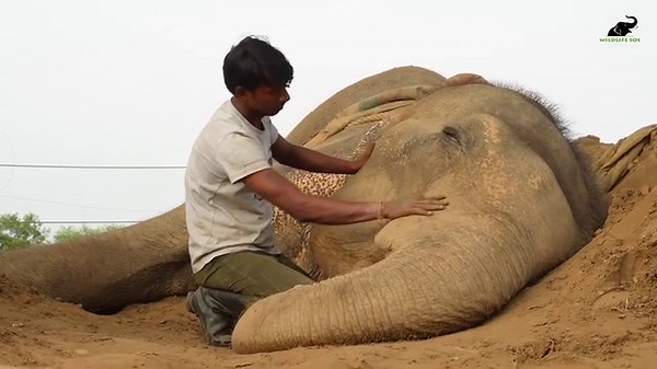 64K views · 7.1K reactions | As we post this update, Nina’s keeper is...