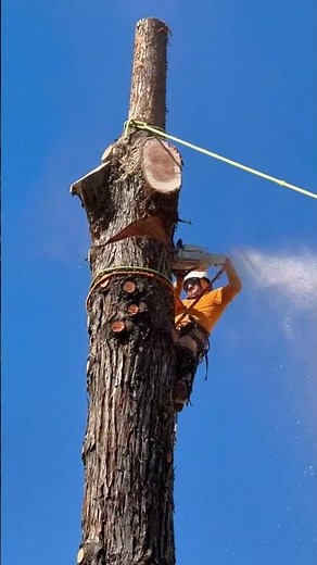 Tree Removal
