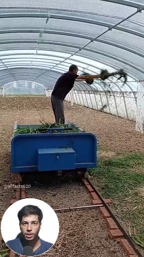 How to raise grasshoppers 😨 | Knowledge tv