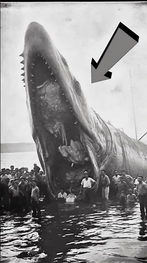 The Largest Sea Creatures on Earth — #1 Is Hard to Imagine! #wildlifefacts #natureshorts #oceanlife