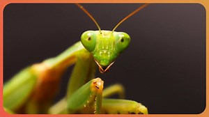 How Do Insects Outsmart Predators? (4K Documentary)