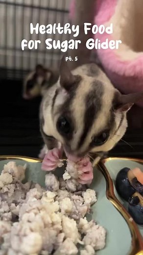 Healthy Food for Sugar Glider: Homemade Treats and More