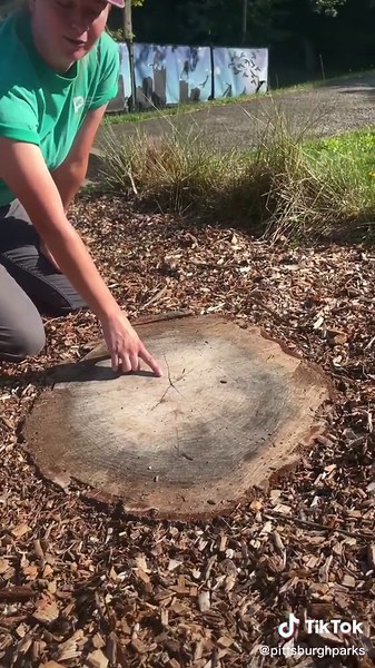 Cómo determinar la edad de un árbol contando sus anillos