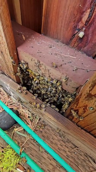 Underground Beehive Discovered Inside Backyard Fence
