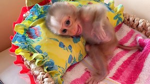 18K views · 755 reactions | Oh! Poor Baby, Tiny Baby Monkey Lion Morning Cry Hungry Drink Milk | Baby Lion | Facebook