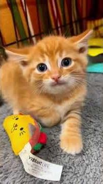 You Won't Believe the SECRET to Calming Down an Angry Kitten