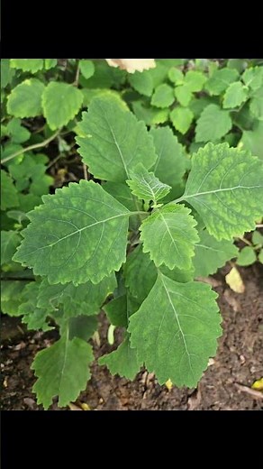 Know Your Plants | Fun Facts About Patchouli