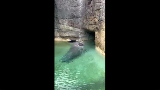 Singing in the Rain: Walrus Whistles Sweet Tune Under Zoo Water Feature
