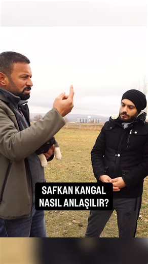 Harun Köybaşı on Instagram: "Safkan ve orijinal kangal nasıl anlaşılır?"