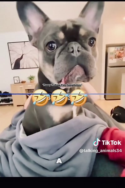 Funny Talking Pets Compilation: Hilarious Moments