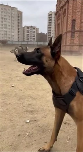 Belgian shepherd Malinois don't back up when attacked Malinois attacked by stray dogs #dog #malinois