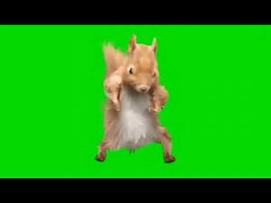 ardilla bailando