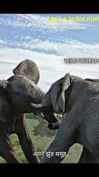 Why animals fighting each other #comedy #funny #love #music #motivation #movie #trending #viral