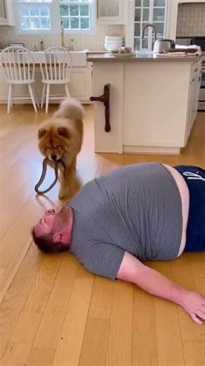 🐍🐶 Teddy drops a big snake next to his lazy owner on the kitchen floor 😱🔥. The owner panics, spins around, and can’t stand up fast enough 😂💥. The snake slithers, chaos explodes, and Teddy just watches like it’s a prank show 😎🐶. Pure comedy disaster in the kitchen! #chowchowshowai #dog #cat #pets