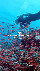 C’est le moment de (re)découvrir la plongée sous-marine en Égypte ! Si vous en rêviez, c’est le moment 🐠🐙🐡 Découvrez notre offre 👉 https://vu.fr/HqvQ | Voyages E.Leclerc