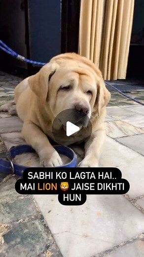 Jenny The Lab | Sabhi ko Lagta Hai Mai Lion Jaise Dikhti Hun 😁.. . . . YouTube:- Jenny & Stella vlogs ⬅️ Plz subscribe @.the.lab @thepunjabihusky... | Instagram