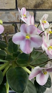 3.5K views · 312 reactions | Mac’s Pure Poetry (chimera sport) | Everything African Violets | Facebook