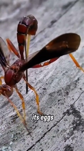 Ichneumon Wasp: Nature’s Silent Killer #WaspFacts#InsectFacts#NatureIsMetal#ParasitoidWasp