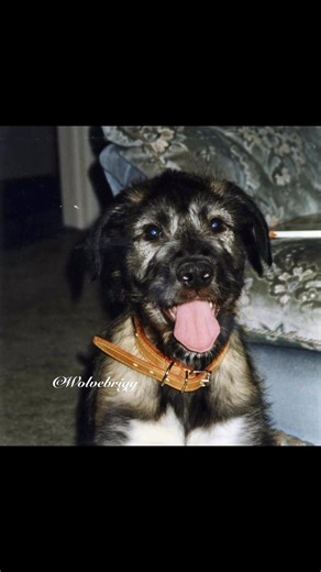 Remembering our first wolfhound Fergus on his birthday….such a loving, gentle, good natured boy, who gave us a life long love of this magnificent breed. We have such wonderful memories of him❤️ (Fergus 4th Jan 1996 - 17th Jul 2003) #remembering #irishwolfhound #dogs #doglife #dogsarefamily | Wolvebrigg Irish Wolfhounds