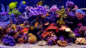 ***** THE BEST 4K Aquarium Video *****