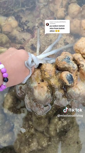 Giant Octopus Running on Land Caught on Camera