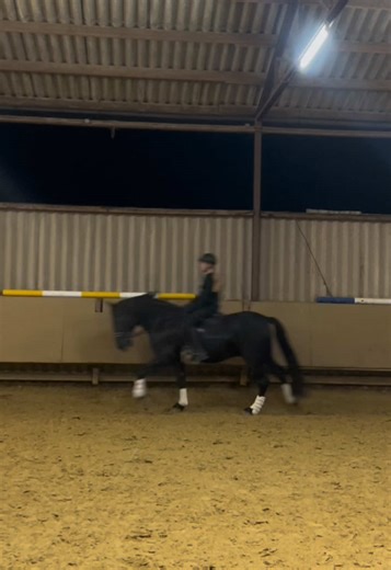Dressur Training (das erste Mal reiten nach 2 Wochen Pause) #training #horse #equestrian #fyp #dressage