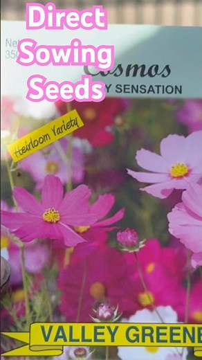 🌸Direct Sowing Seeds in the Garden Bed 🌿 | What to Plant & Why - Garden 1842 and Home