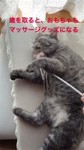 マッサージ猫