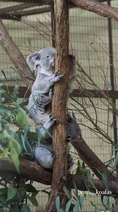42K views · 6.7K reactions |  Witness the adorable and heartwarming bond between these two koala  best friends as they share loving and caring gestures. ️: @pom__koalas #koala #australia #aussielife #nature #animals #travel | Aussie Life | Facebook