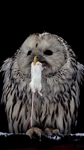 Big Owl Eating a Mouse Wincent vNuh3 #bird #nature #wildlife | HAWI Studios