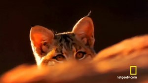 Wild has many faces. Every Sunday let us feed your curiosity and take you on incredible journeys around the world from the comfort of your sofa. Watch Destination Wild Sundays at 6PM over on Nat Geo WILD. http://natgeotv.com/uk/listings/weekly/wild | National Geographic UK