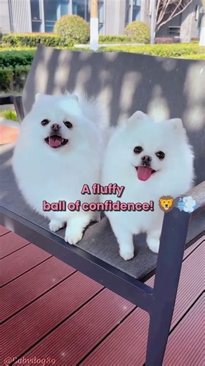 Cute Dog Breeds from Around the World 🐶🌎 | Samoyed, Pomeranian, toy Poodle