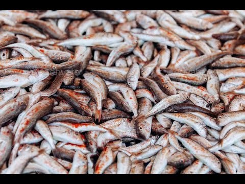 Nutrition Facts of ANCHOVY FISH