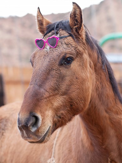 How Much Does a Horse Weigh? (Average Horse Weight Chart)