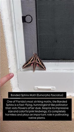 Banded Sphinx Moth (Eumorpha fasciatus)