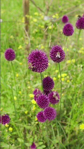 Super Insektenmagnet im Garten. Der Kugelkopflauch, Allium sphaerocephalon #gartentipps #natur