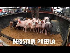 The Beristain Puebla Livestock Market, small but with great variety 🐖🐂 🇲🇽