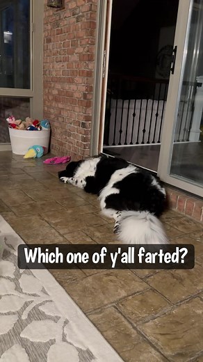 224K views · 10K reactions | I can always count on Charles  #dogs | Charlie The Golden | Facebook