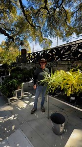 Variegated ginger (Alpinia zerumbet ‘Variegata’) and Dianella (Dianella tasmanica, or flax lily) are staples in Central Texas landscapes due to their resilience, low maintenance, and striking foliage. Both plants thrive in the region’s heat and occasional drought while adding vibrant color and texture to gardens. Variegated ginger stands out with its bold, tropical-looking yellow and green striped leaves, providing a lush feel in shaded areas. Dianella, with its strappy, evergreen foliage and sm