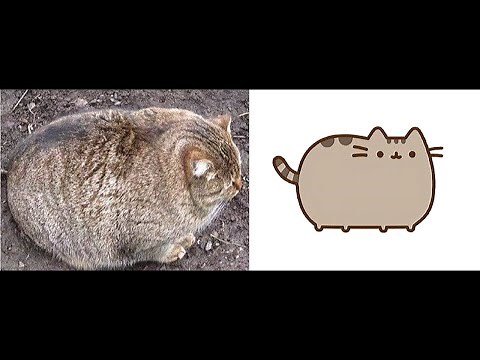 Fat Cats - Cute & Funny Cat Videos Compilation