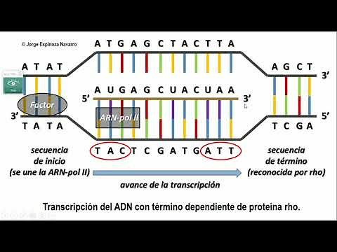 Transcripción y traducción del ADN
