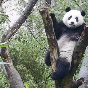 Pandas really are like little drunk people 😂🐼 | LADbible